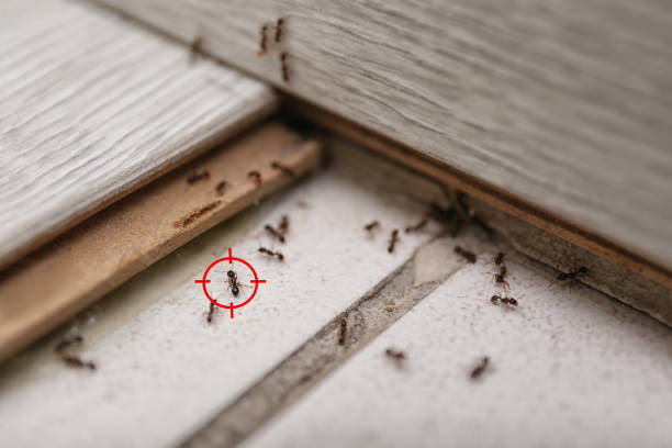 Best Residential Pest Control  in South Daytona, FL